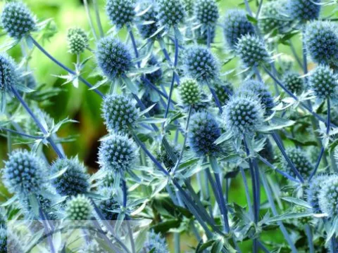 Eryngium planum 'Blue Hobbit'