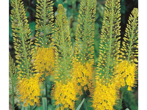 Eremurus 'Bungei' (stenophyllus)