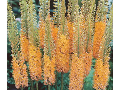 Eremurus isabellinus 'Cleopatra'