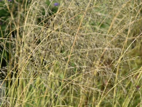 Eragrostis curvula