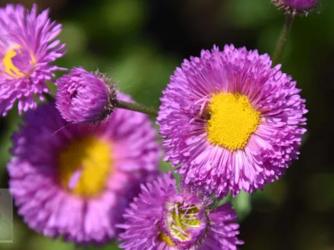 Erigeron 'Foerster's Liebling'