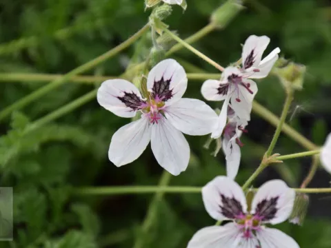 Erodium guttatum