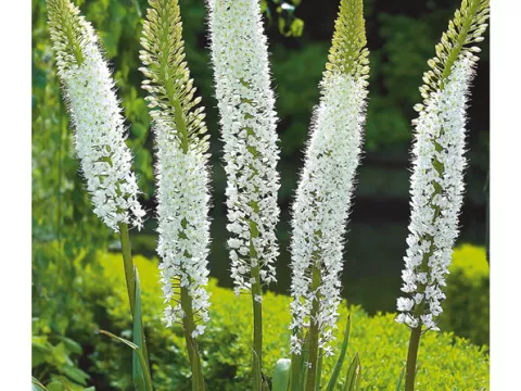 Eremurus 'Himalaicus'