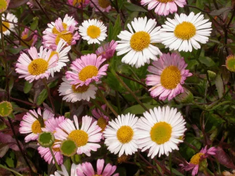 Erigeron karvinskianus