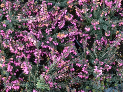 Erica darl. (x) 'Kramer's Rote'