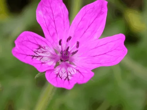 Erodium manescavii