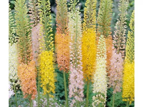 Eremurus 'Mix'