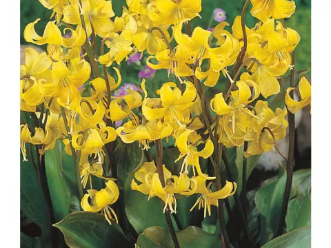 Erythronium 'Pagoda'