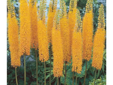 Eremurus 'Pinokkio'