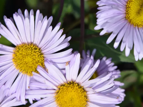 Erigeron 'Quakeress'