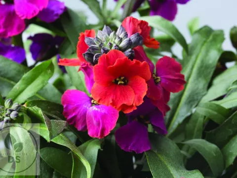 Erysimum 'Red Jep'