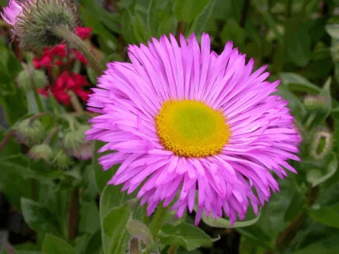 Erigeron 'Rosa Juwel'