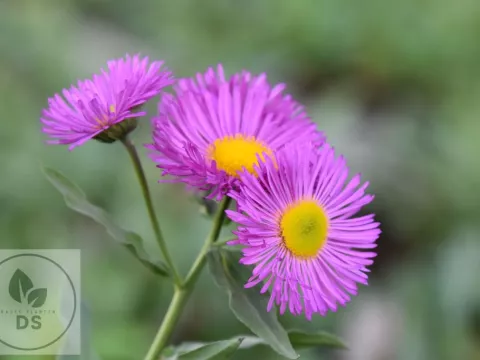Erigeron 'Rotes Meer'