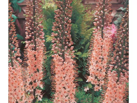 Eremurus robustus
