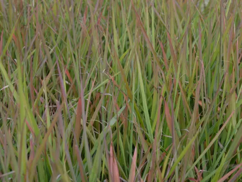 Eragrostis spectabilis