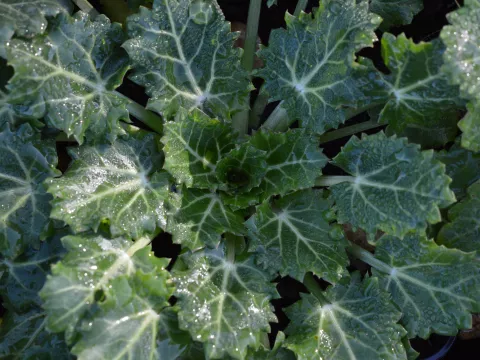 Eryngium variifolium