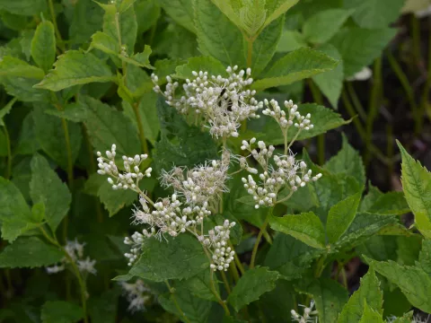 Eupatorium mac. 'Album'