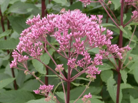 Eupatorium mac. 'Atropurpureum'