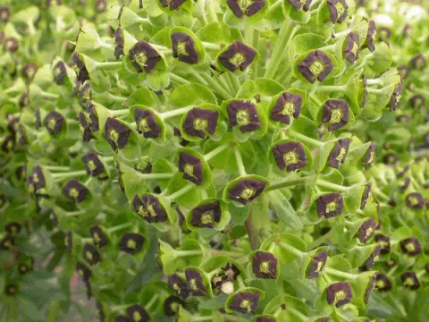 Euphorbia char. 'Black Pearl'