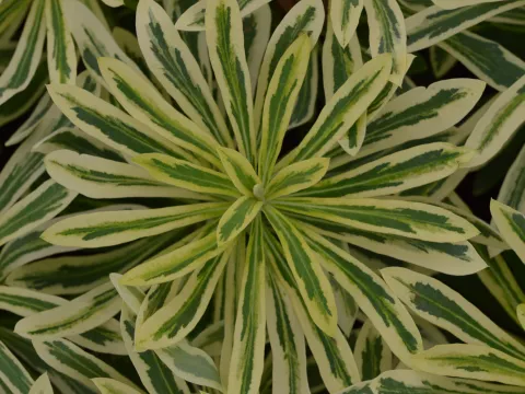 Euphorbia char. 'Burrow Silver'