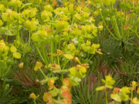 Euphorbia cypar. 'Clarice Howard'
