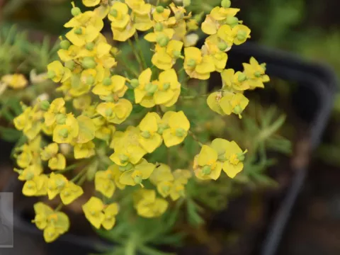 Euphorbia cyparissias