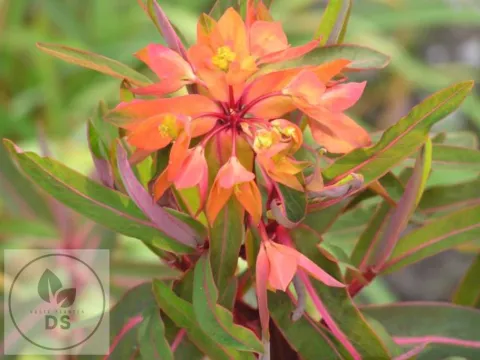 Euphorbia griffithii 'Dixter'