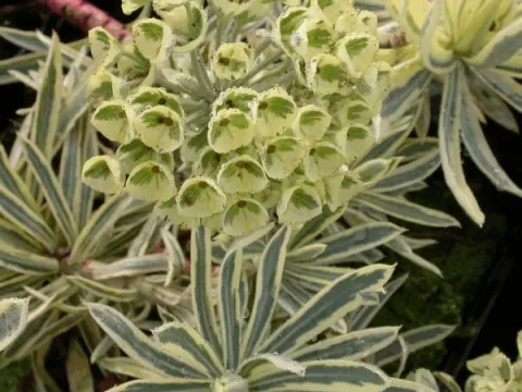 Euphorbia char. 'Emmer Green'