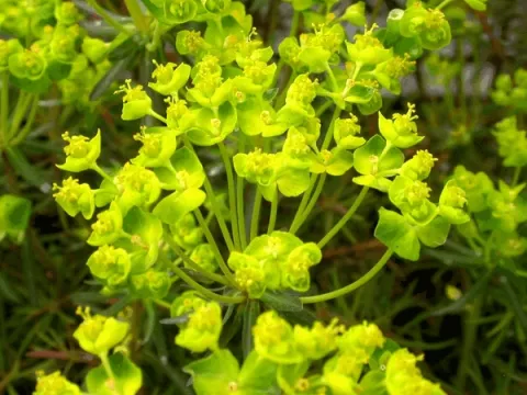 Euphorbia cypar. 'Fens Ruby'