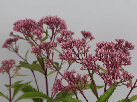 Eupatorium mac. JS 'Humble'