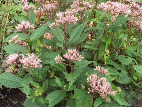 Eupatorium mac. 'Mask'