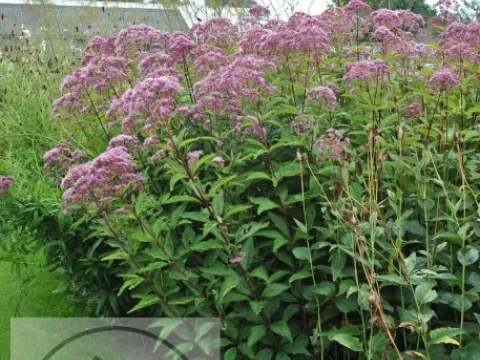 Eupatorium mac. 'Phantom'