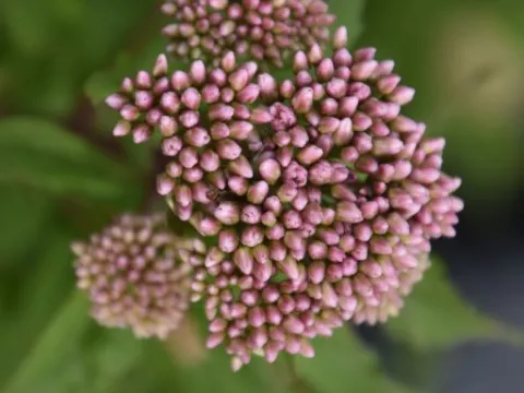 Eupatorium cannabinum 'Plenum'