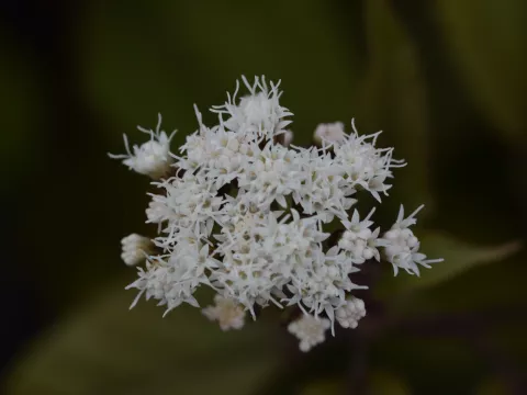 Eupatorium rugosum 'Chocolate'