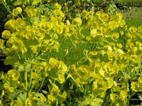 Euphorbia amygd. var. robbiae