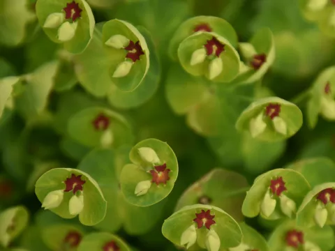 Euphorbia char. 'Red Wing' ('Charam')