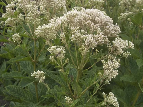 Eupatorium rugosum 'Snowball'