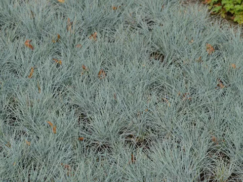 Festuca glauca 'Uchte'