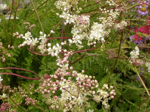 Filipendula vulgaris