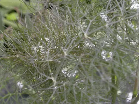 Foeniculum vulgare 'Giant Bronze'