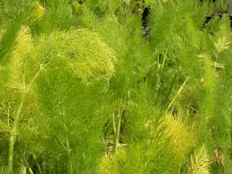 Foeniculum vulgare (venkel)