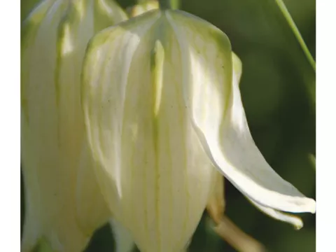 Fritillaria mel. 'Alba'