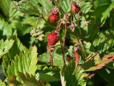Fragaria vesca 'Alexandria'