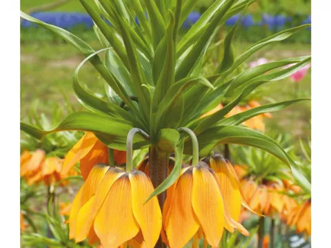 Fritillaria imper. 'Aurora'