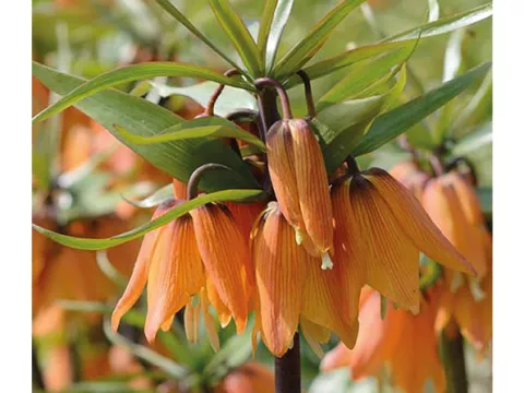 Fritillaria 'Early Dream'