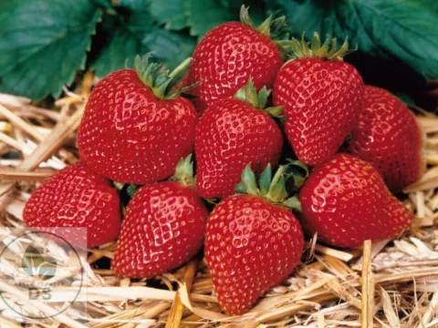 Fragaria ananassa 'Elan'