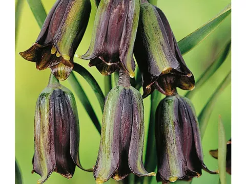 Fritillaria 'Elwesii'