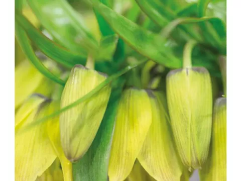 Fritillaria 'Early Passion'