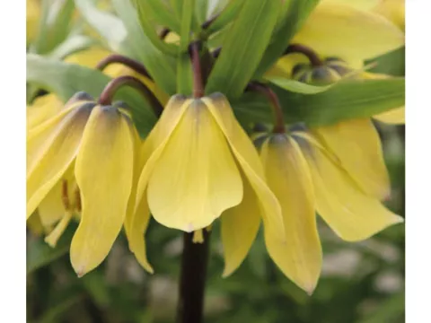 Fritillaria 'Early Sensation'