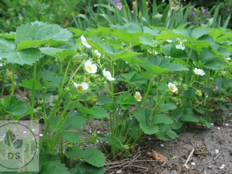 Fragaria ananassa 'Lambada'